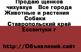 Продаю щенков чихуахуа - Все города Животные и растения » Собаки   . Ставропольский край,Ессентуки г.